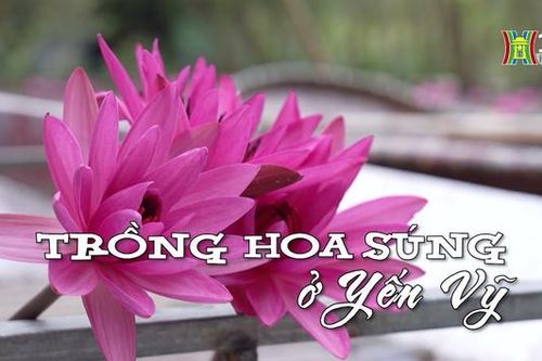 Trồng hoa súng ở Yến Vỹ| Nhịp sống Hà Nội| 28/10/2023