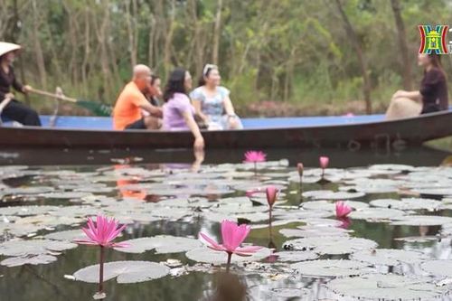 Ngược dòng suối Yến ngắm hoa súng