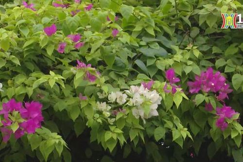 Hàng hoa giấy khoe sắc trên tuyến đường vành đai 2