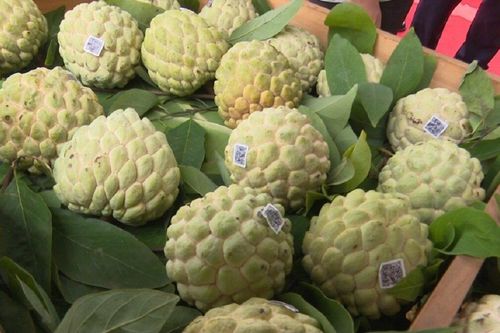 Bùng nổ các hợp tác xã do thanh niên làm chủ, góp giàu cho địa phương