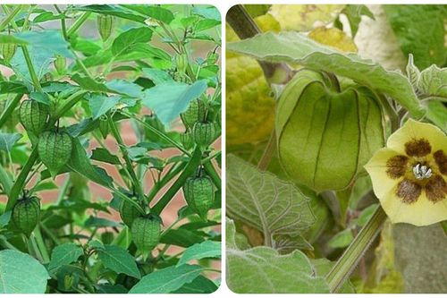 Loại cây dại mọc đầy ở Việt Nam lại là vũ khí chống ung thư và bệnh tiểu đường
