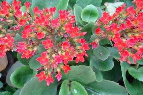 Cây sống đời có tác dụng gì?