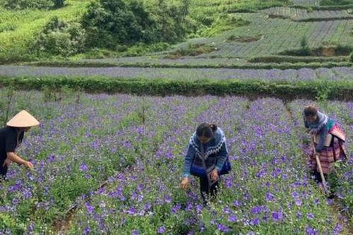 Người H'Mông ở Lào Cai trồng dược liệu xóa nghèo