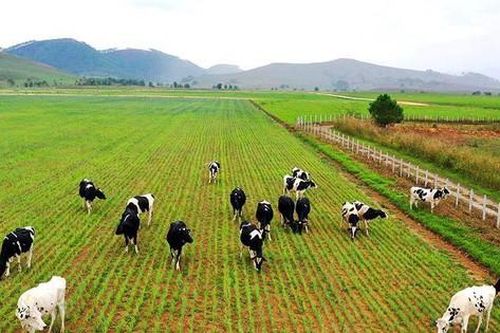 Thủ tục chuyển mục đích sử dụng đất trồng cây sang chăn nuôi