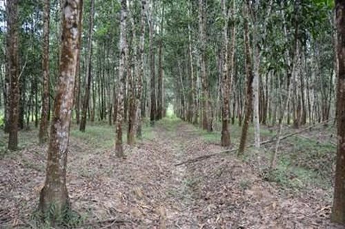 Đối thoại Chủ nhật: Tiềm năng bán tín chỉ carbon rừng của Việt Nam là rất lớn