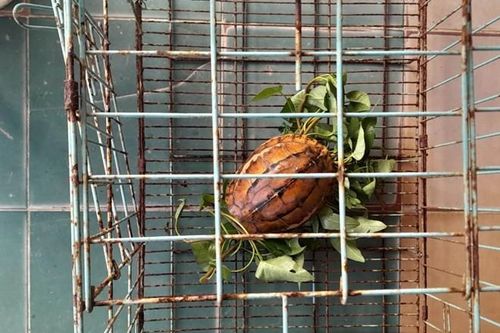 Thả rùa hộp trán vàng về rừng tự nhiên ở Huế: Loài cực hiếm!