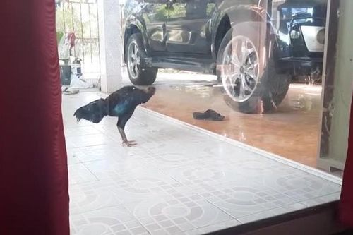 Gà trống 'kiệt sức' vì đánh nhau với bóng mình trong tấm kính
