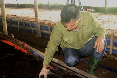 Thầy giáo làm giàu từ mô hình nuôi giun quế