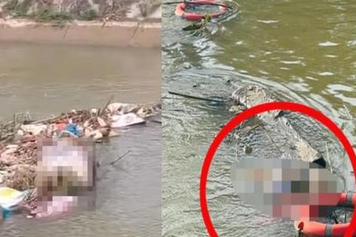 Lợn chết nghi do dịch vứt đầy sông, công an tuần tra tìm người để xử lý