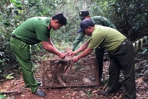 Đắk Nông thả nhiều động vật hoang dã, quý hiếm về rừng