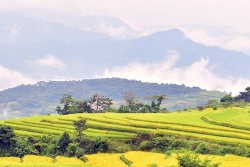 Mùa vàng ở Hồng Thái