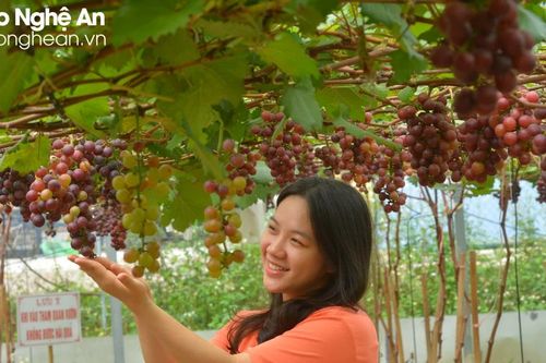Những vườn nho trĩu quả tuyệt đẹp ở Yên Thành