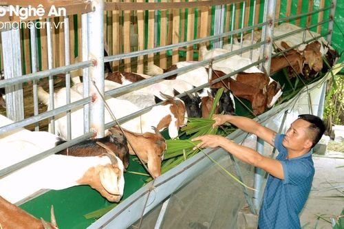 Nuôi dê boer đầu xô, hiệu quả ngay từ lứa đầu