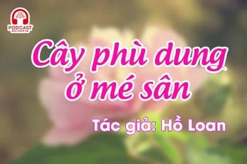 Tản văn hay: Cây phù dung ở mé sân