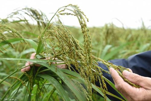 Nhân rộng sản xuất lúa theo hướng hữu cơ