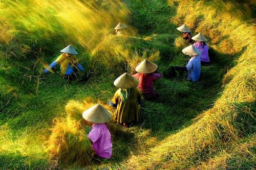 Ấm áp tình nghệ sĩ với triển lãm 'Bức tranh quê'