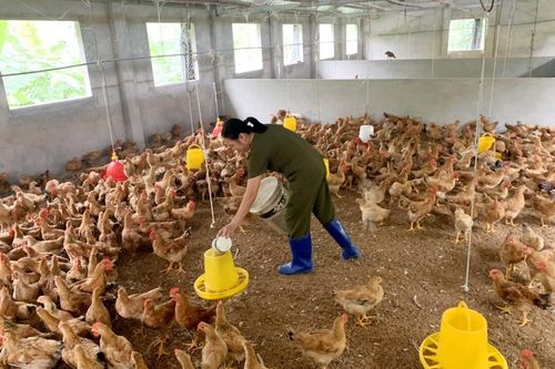 Chăn nuôi và nuôi trồng thủy sản đều tăng trưởng ổn định