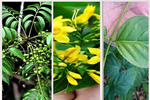 Cẩn trọng khi dùng các loại cây rừng làm thuốc, thực phẩm để tránh ngộ độc