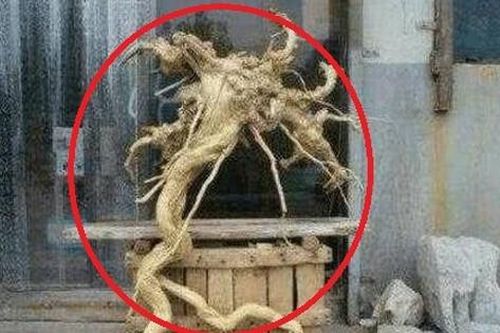 Khúc gỗ có hình dáng kỳ lạ là gì mà khiến người đàn ông chịu án phạt lớn, thậm chí suýt phải vào tù?
