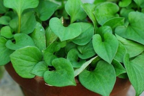 Nên uống nước lá diếp cá tươi hay khô?