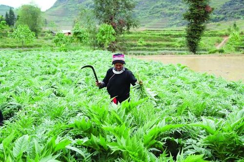 Chuyện trồng dược liệu của đồng bào người Dao trên nẻo cao Hà Giang