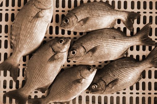 Loại cá ở Việt Nam, tên vô cùng đáng sợ nhưng quý hiếm, đắt đỏ