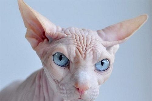 Loài mèo trông xấu xí, kinh dị nhưng rất thông minh, được giới thượng lưu săn lùng