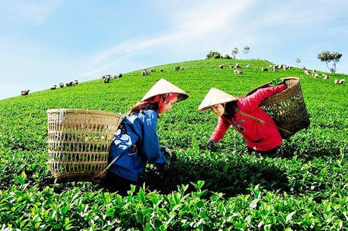 Đẩy mạnh xuất khẩu nông sản hữu cơ