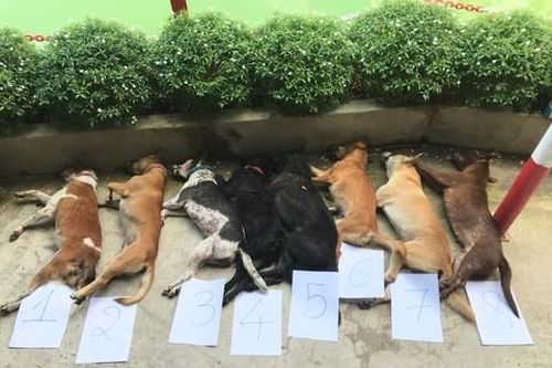 Bắt 2 thanh niên trộm chó bị xe ô tô tông trúng ở quận 12