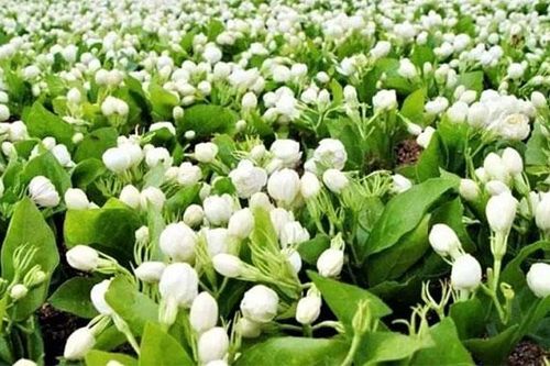 Loài hoa ở Việt Nam đầy rẫy, ra nước ngoài thành... 'ngọc trắng' đắt đỏ