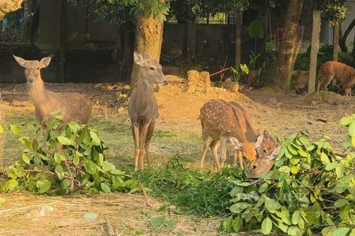 Anh nông dân nuôi hươu sao chỉ ăn cỏ, lá cây mà phát tài