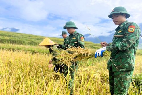 Bộ đội xuống đồng giúp dân thu hoạch lúa