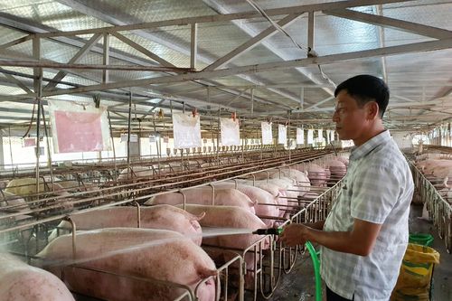 Chăn nuôi đang tập trung tái đàn, tăng đàn chuẩn bị cung ứng dịp Tết
