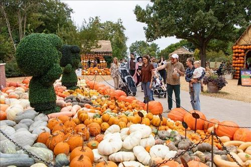 Thời tiết khắc nghiệt ảnh hưởng tới nguồn cung bí ngô mùa Halloween