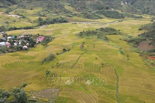 'Mùa vàng' ở thung lũng Măng Ri