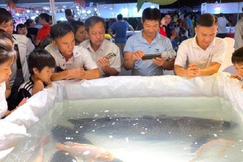 Một con cá trắm đen được đấu giá lên tới 65 triệu đồng
