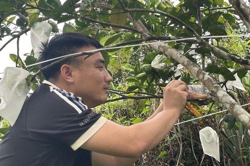 Nghề nuôi thiên địch