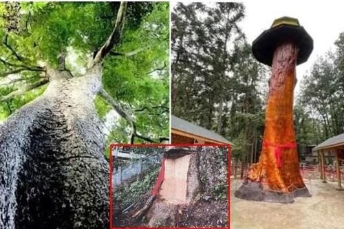 Loài cây quý 'ngàn năm không mục, vạn năm không chết': Lá rụng được thờ, thân cây từng bán 9000 tỷ