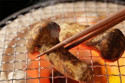 Việt Nam sở hữu loại nấm cực quý hiếm, đắt đỏ nhất thế giới, có khả năng ẩn mình như tắc kè