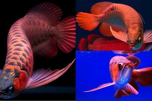 Việt Nam có loài cá cảnh đắt đỏ bậc nhất thế giới, nằm trong Sách đỏ, nghiêm cấm mua bán và săn bắt