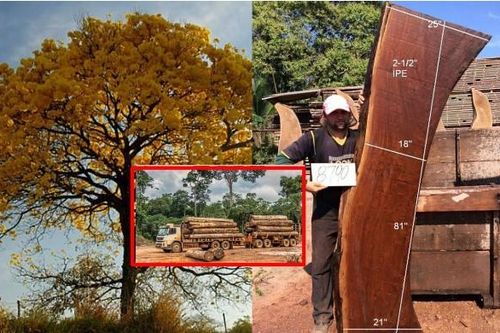 Loại gỗ quý hiếm hơn cả gỗ sưa, 96% nguồn cung từ Brazil, nguy cơ tận diệt vì bị 'mafia' truy lùng ráo riết