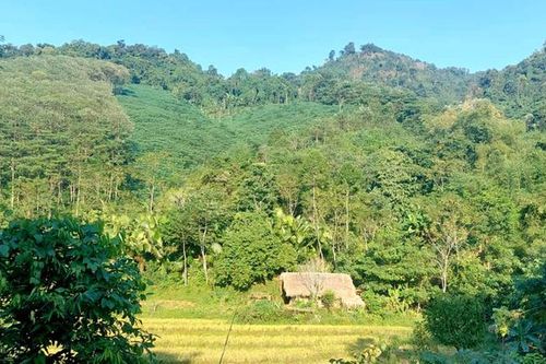 Phát triển kinh tế rừng tạo sức bật cho đồng bào người Dao ở Phú Thọ