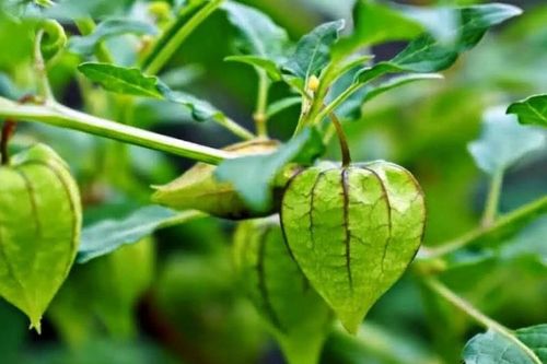 Tác dụng tuyệt vời từ cây tầm bóp