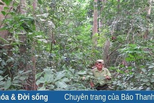 Vườn quốc gia Bến En: Bảo tồn, phát triển các loài lâm sản ngoài gỗ