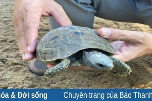 Khu Bảo tồn Thiên nhiên Xuân Liên nỗ lực cứu hộ động vật hoang dã