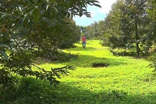 Toàn huyện Cẩm Mỹ có hơn 273ha cây trồng đạt chứng nhận VietGAP