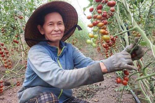 Sản xuất nông nghiệp sạch vì sức khỏe cộng đồng