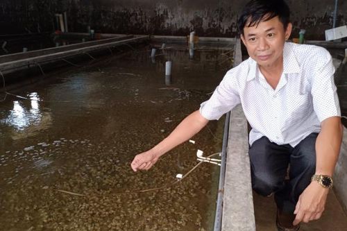 Sử dụng thức ăn công nghiệp: Mở ra cơ hội mới cho người nuôi ốc hương