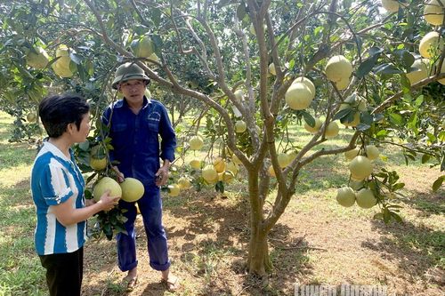 Cấp mã số vùng trồng: Truy xuất tận gốc sản phẩm