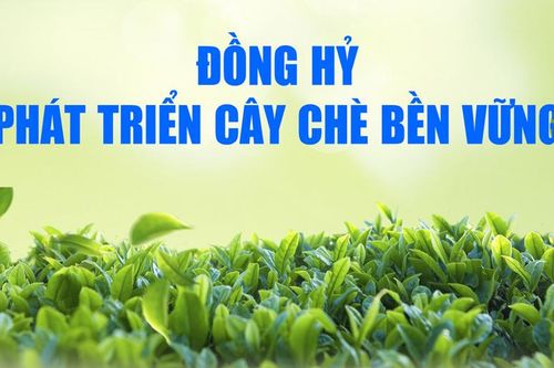 Đồng Hỷ phát triển cây chè bền vững
